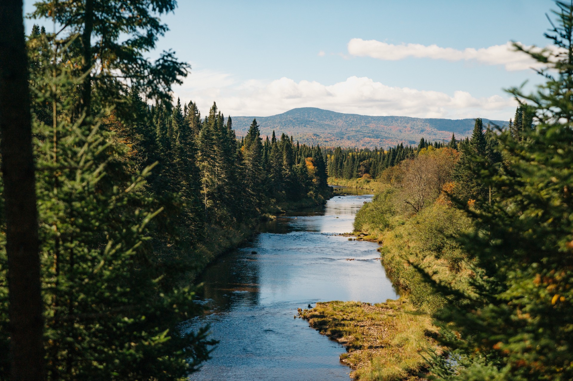 River with the forest surrounding it